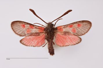 Vorschaubild Zygaena (Mesembrynus) corsica sardiniensis ab. minor Bytinski-Salz, 1937